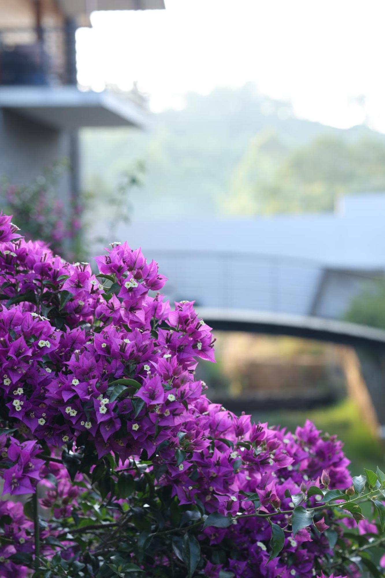 Resort Queens -yellow Lake &spa -yercaud Yercaud