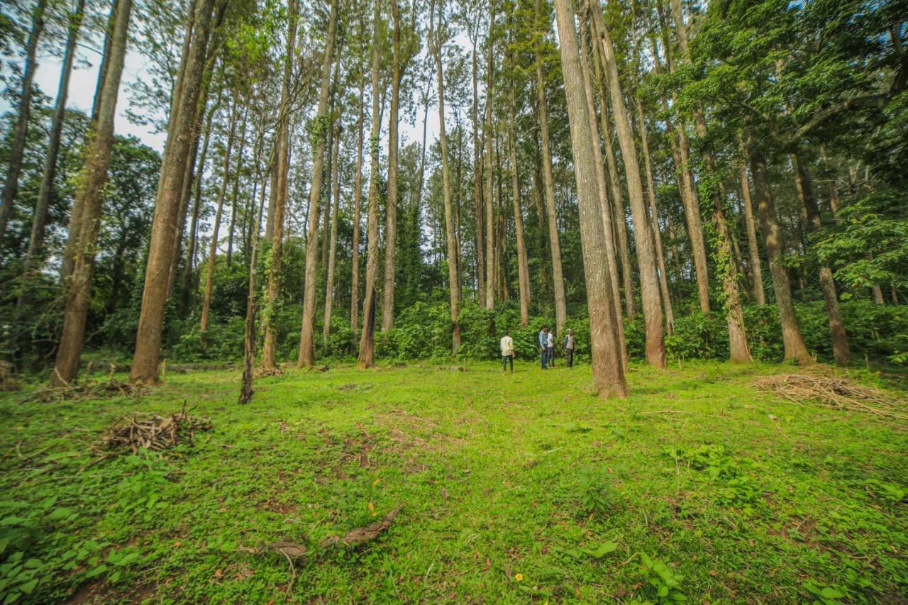 Wow Bison Woods Organic Veg - Resort *